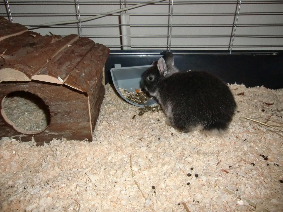 Kanin ZGM Netland Oftedal's Lotus - hermelin billede 4