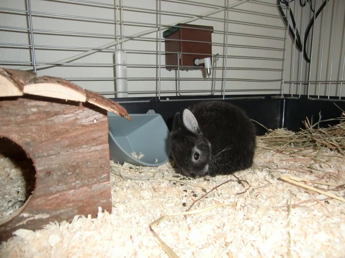 Kanin ZGM Netland Oftedal's Lotus - hermelin billede 5