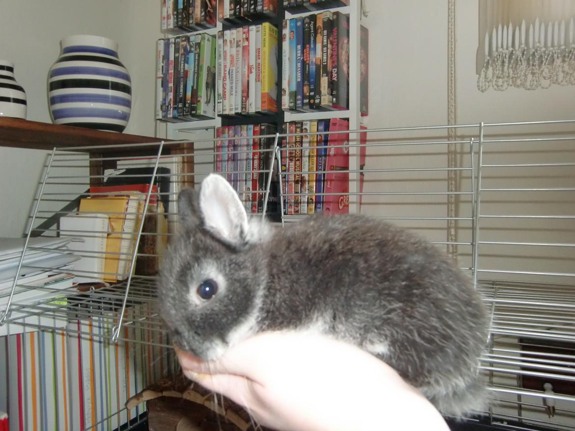 Kanin ZGM Netland Oftedal's Lotus - hermelin billede 7