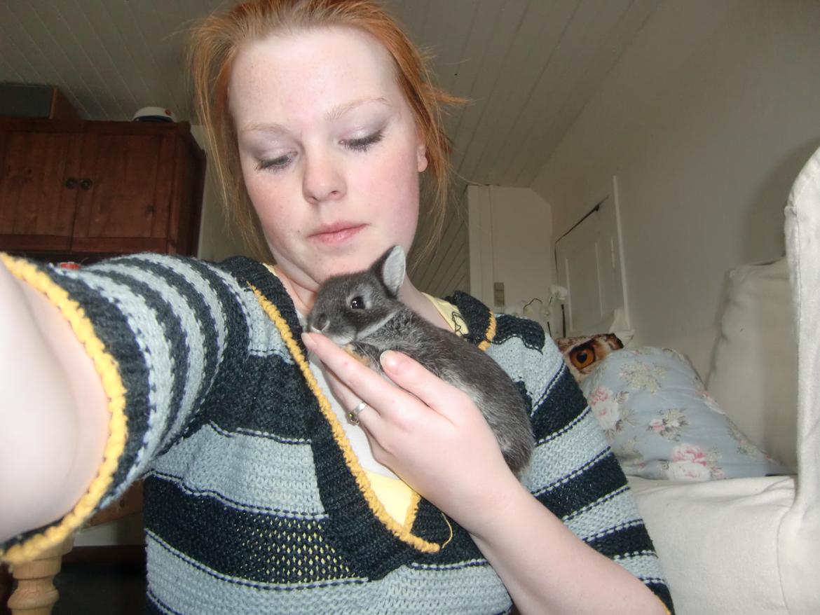 Kanin ZGM Netland Oftedal's Lotus - hermelin billede 8