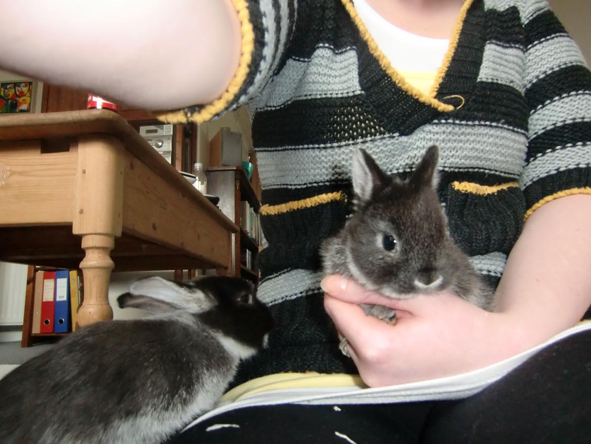 Kanin ZGM Netland Oftedal's Lotus - hermelin billede 9