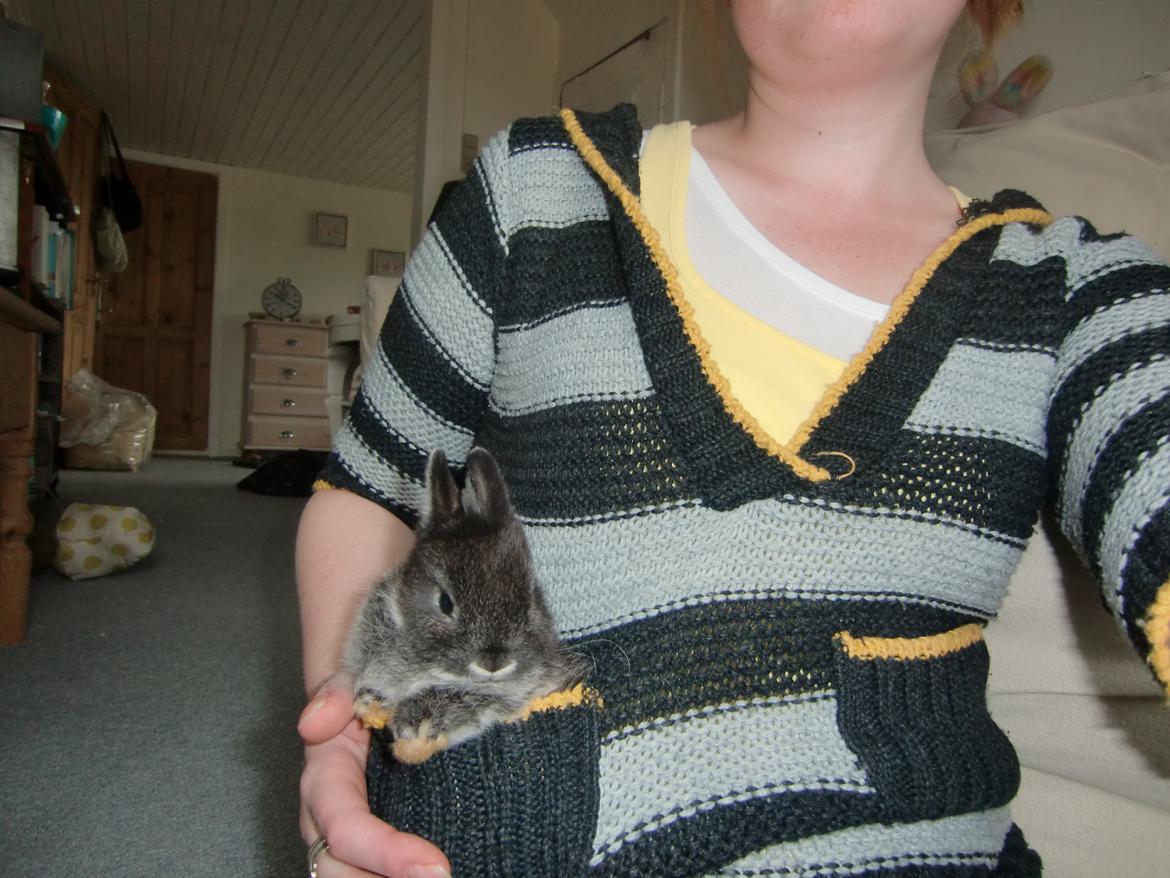 Kanin ZGM Netland Oftedal's Lotus - hermelin - lommestørrelse billede 10