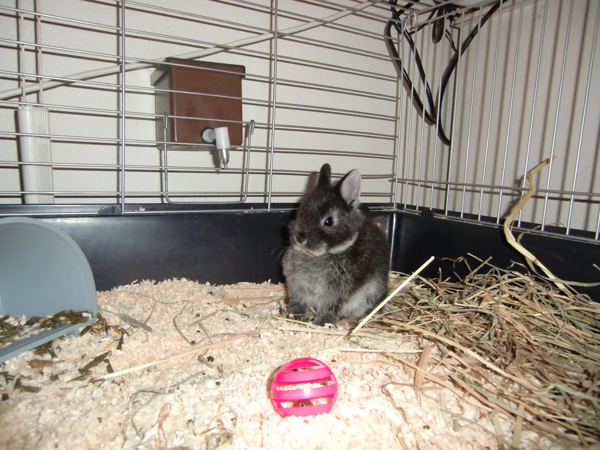 Kanin ZGM Netland Oftedal's Lotus - hermelin billede 17