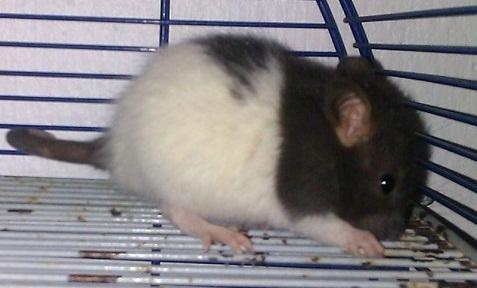 Tamrotte Cult billede 10