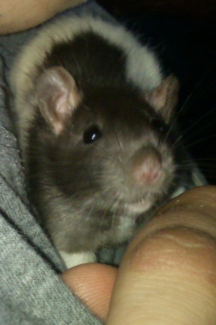 Tamrotte Cult billede 11