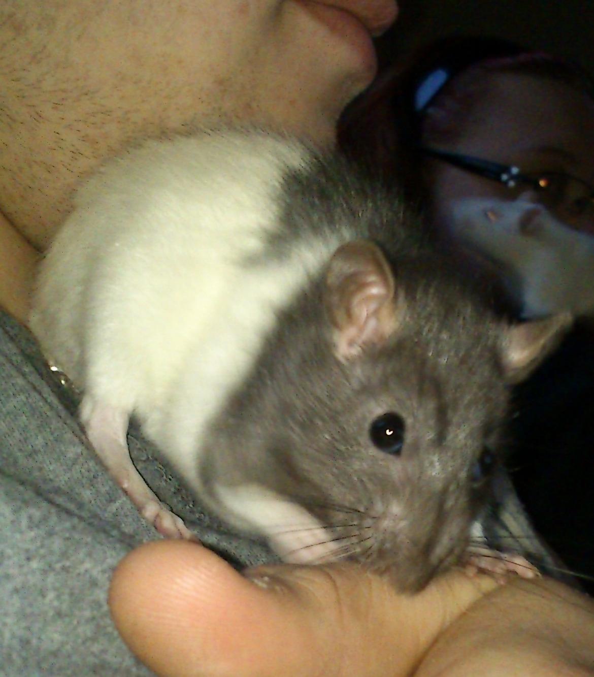 Tamrotte Cult billede 12