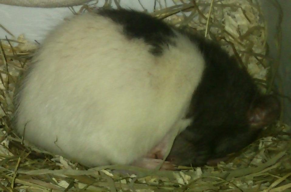 Tamrotte Cult billede 13