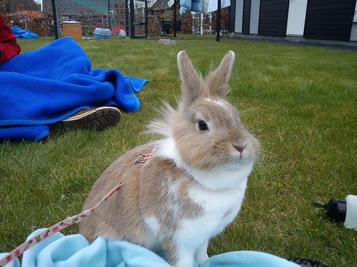 Kanin Malou billede 2