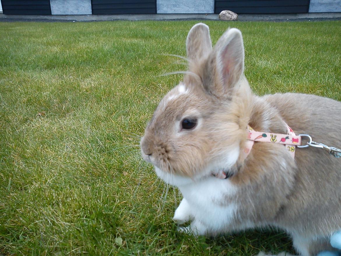 Kanin Malou billede 3