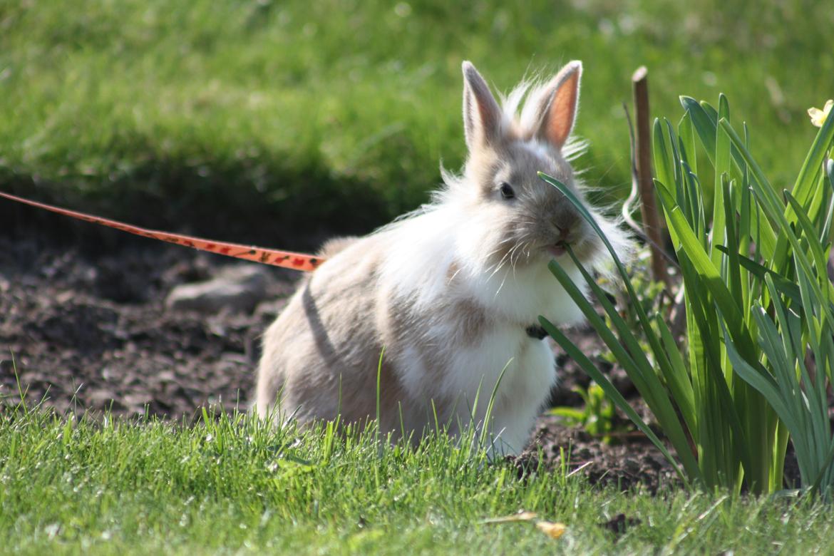 Kanin Malou billede 4