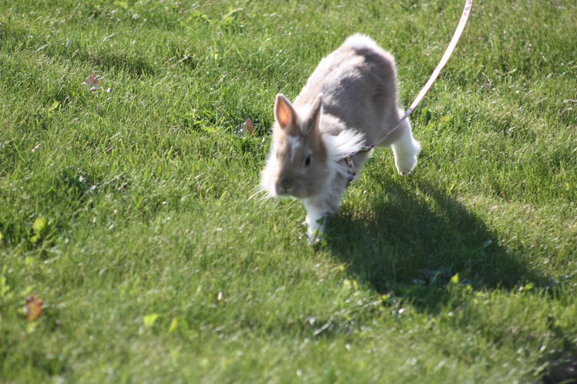 Kanin Malou - Malou i hopla billede 5