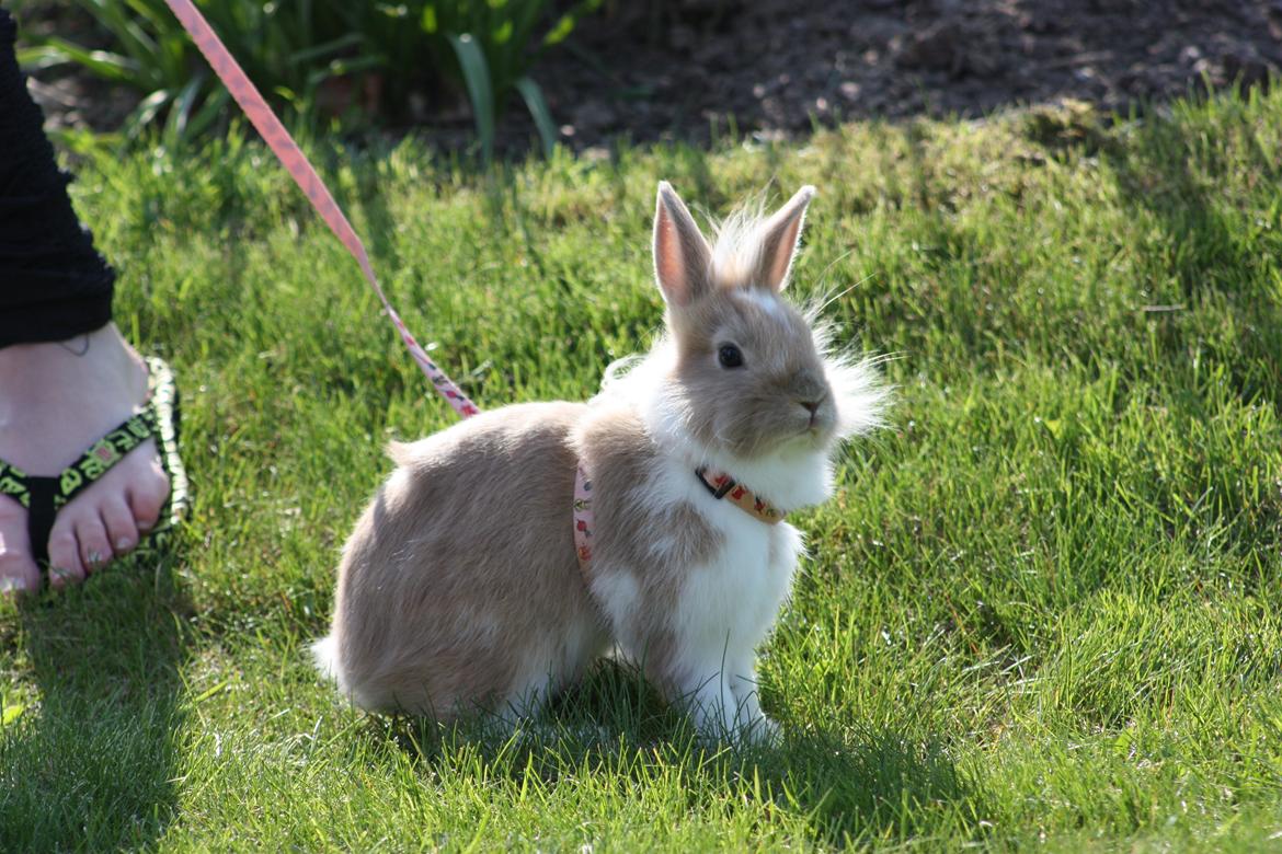Kanin Malou billede 6