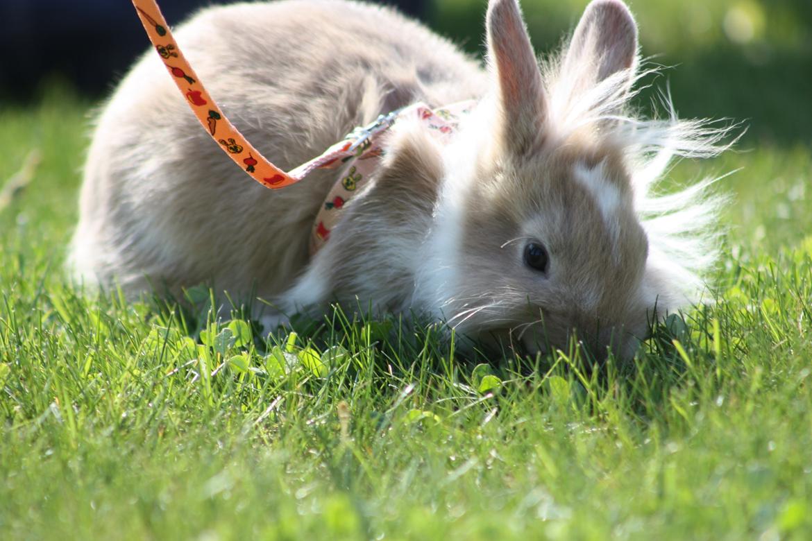 Kanin Malou billede 1