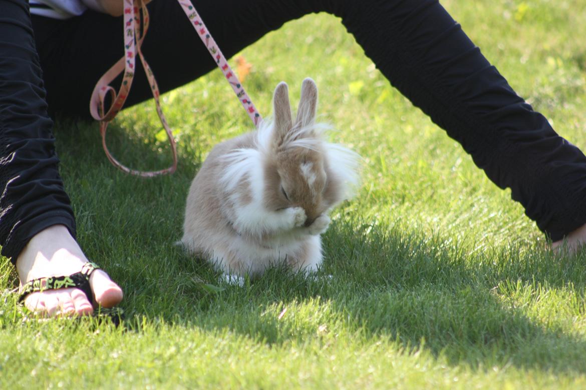 Kanin Malou billede 7