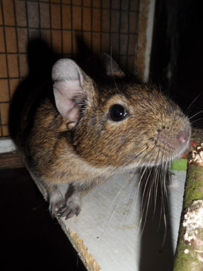 Degu Mi Hijo billede 12