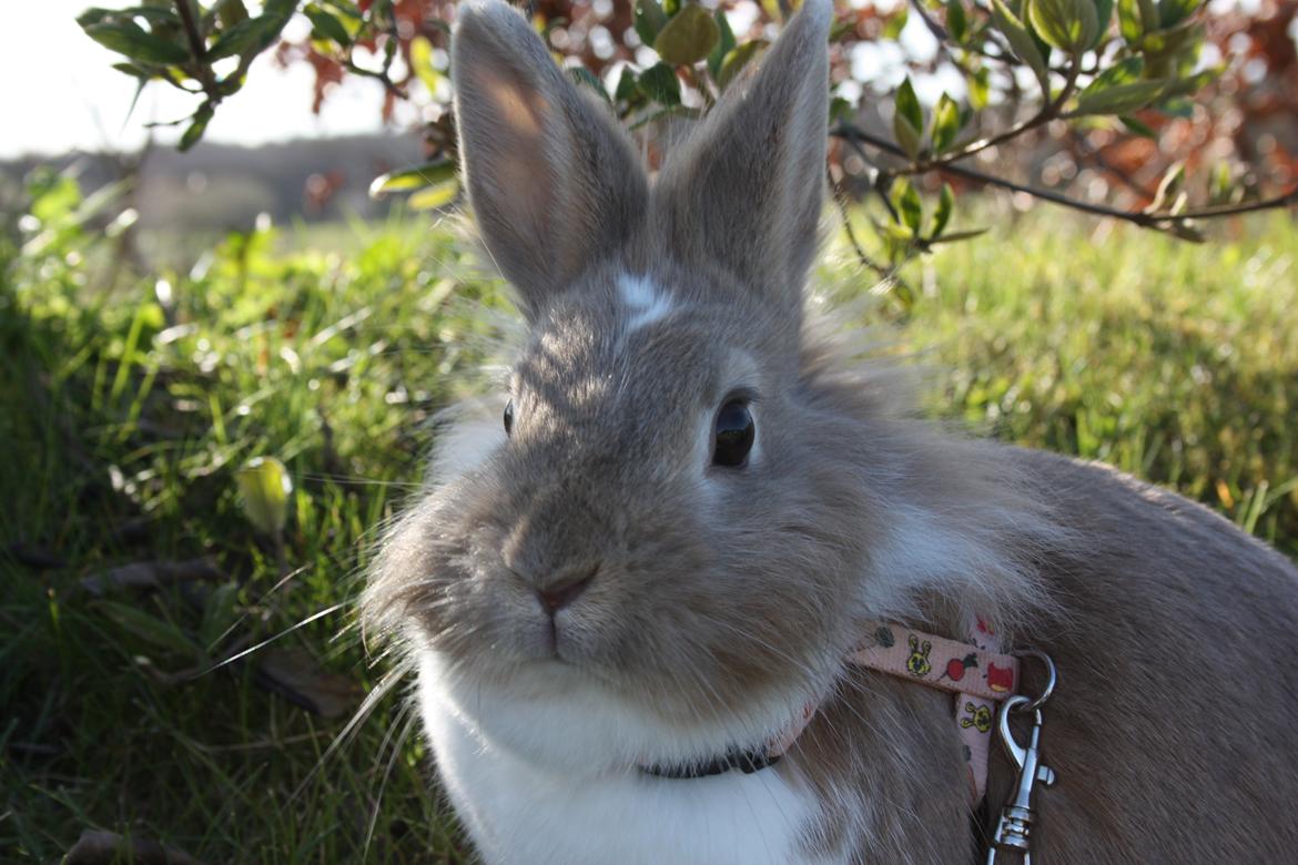 Kanin Malou billede 8