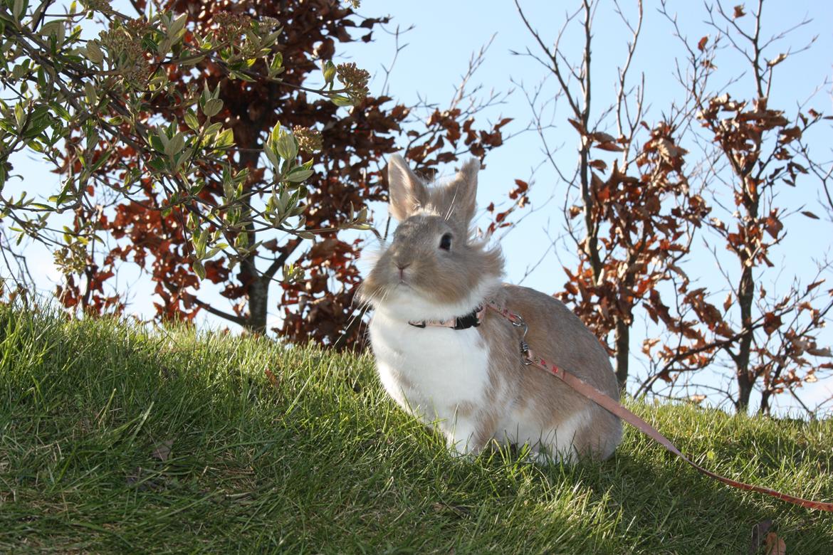 Kanin Malou billede 9