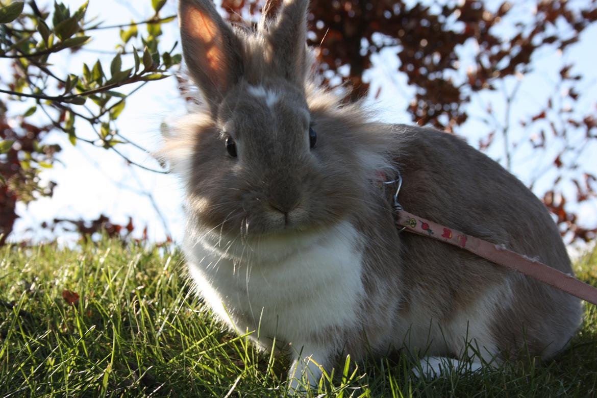 Kanin Malou billede 10