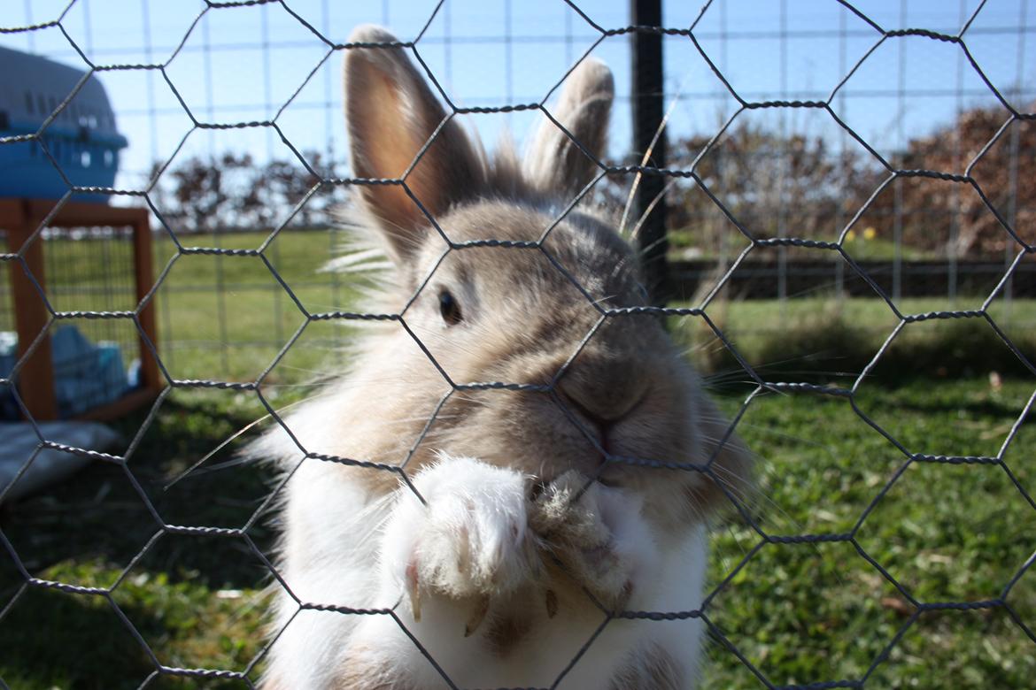 Kanin Malou - Malou i løbegården  billede 11