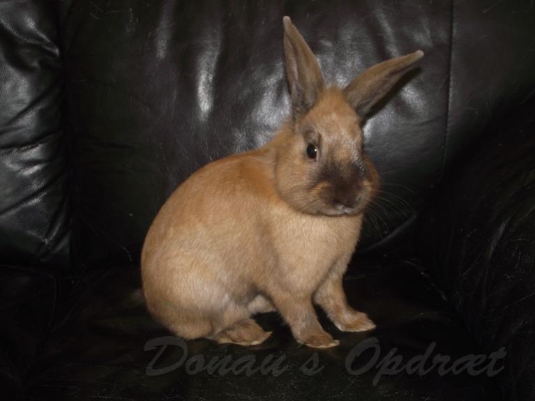 Kanin Prince Eddie<3 - Gået bort billede 3