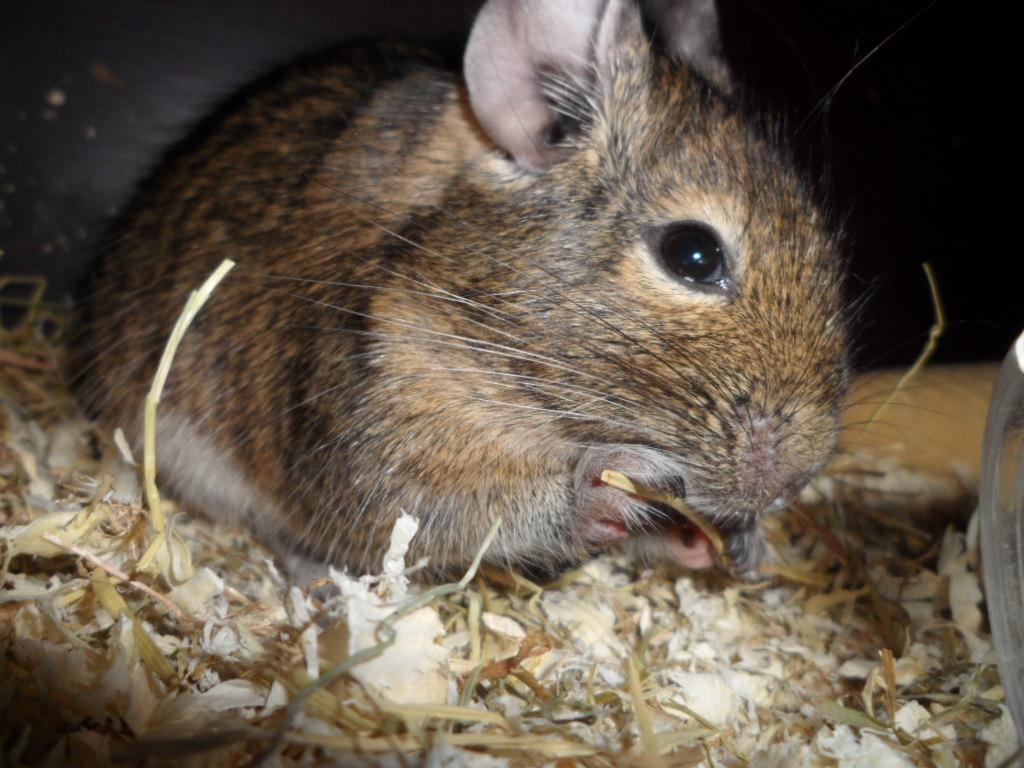 Degu Mi Hijo billede 5