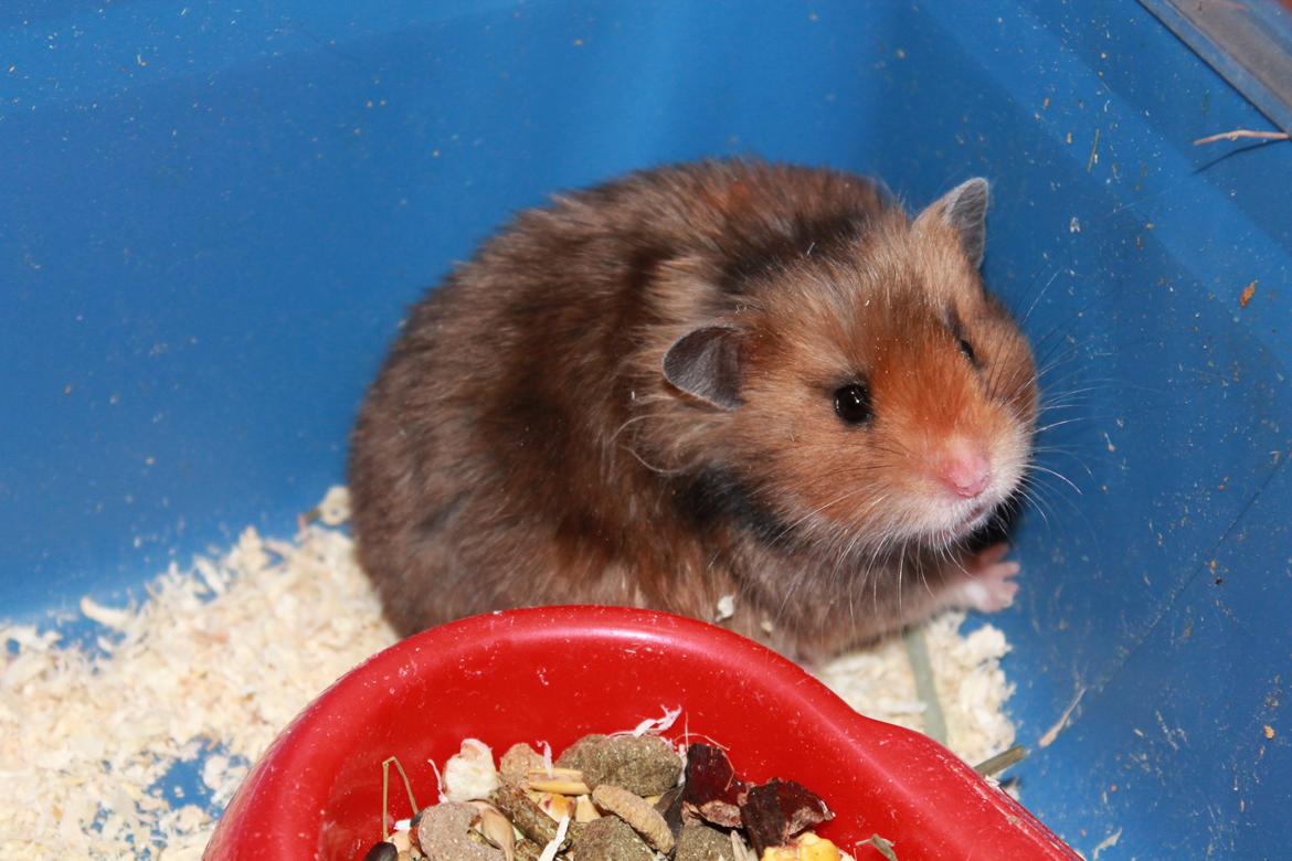 Hamster Bakkehavens Putte - Velkommen til Puttes profil =) billede 1