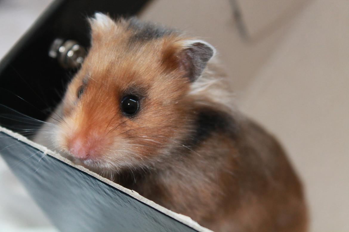 Hamster Bakkehavens Putte billede 8