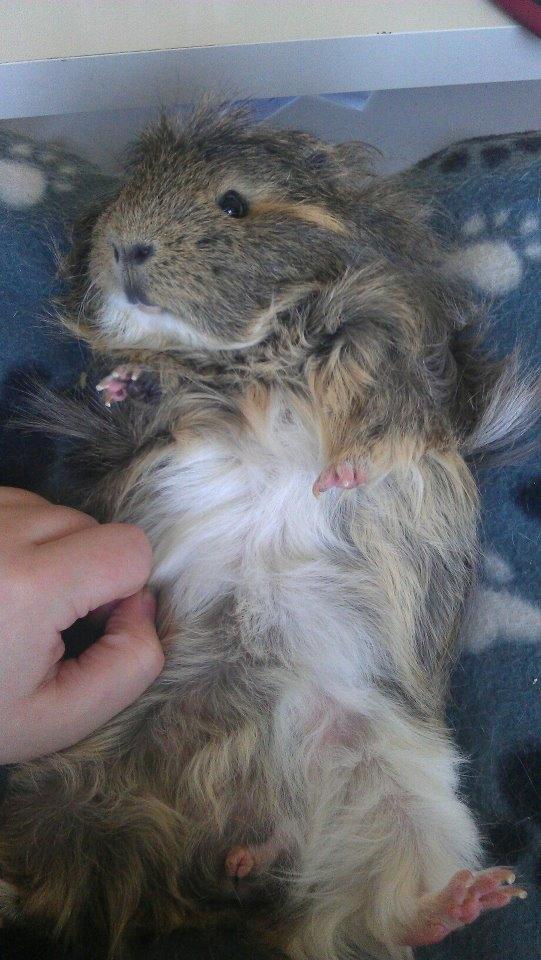 Marsvin Noah von firkløver billede 8