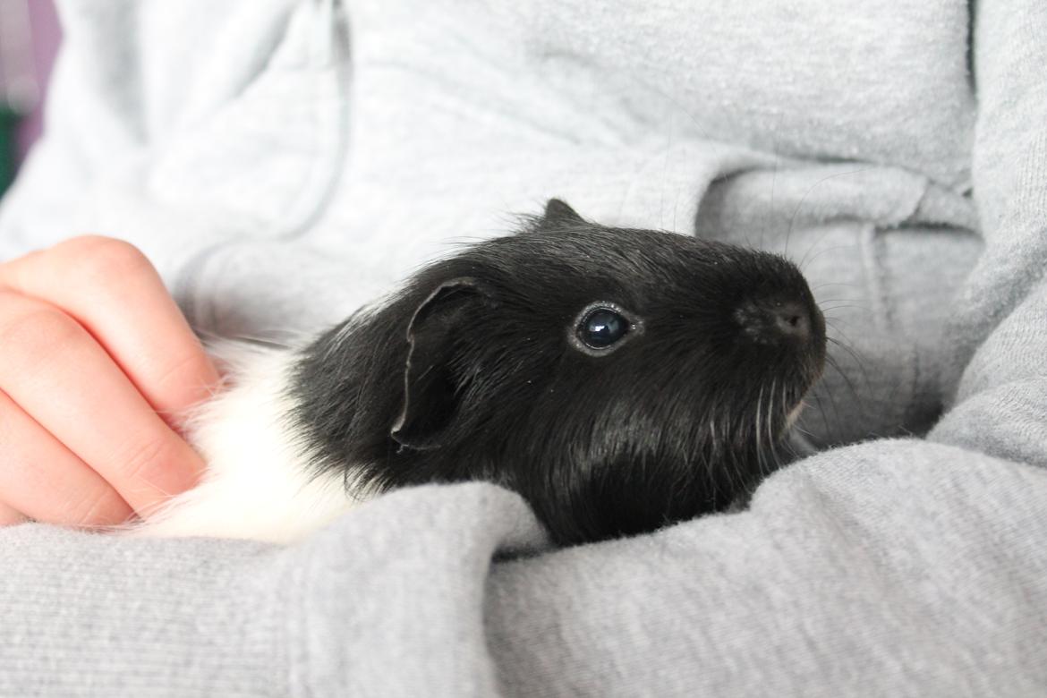 Marsvin Fiona <3  - Velkommen til Fiona's profil !<3 billede 1