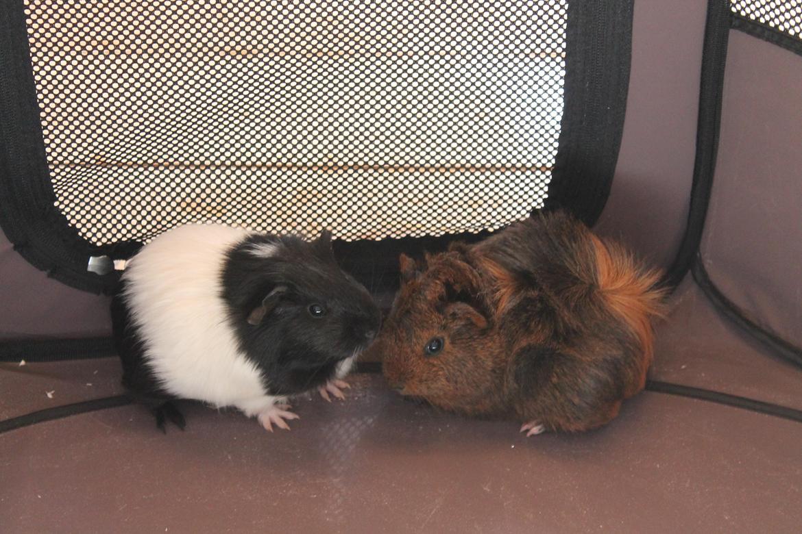 Marsvin Fiona <3  - Fiona & Rose billede 2