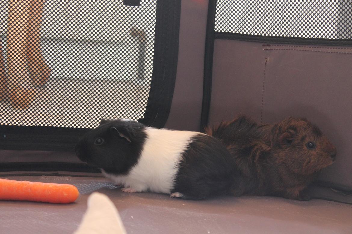 Marsvin Fiona <3  billede 3