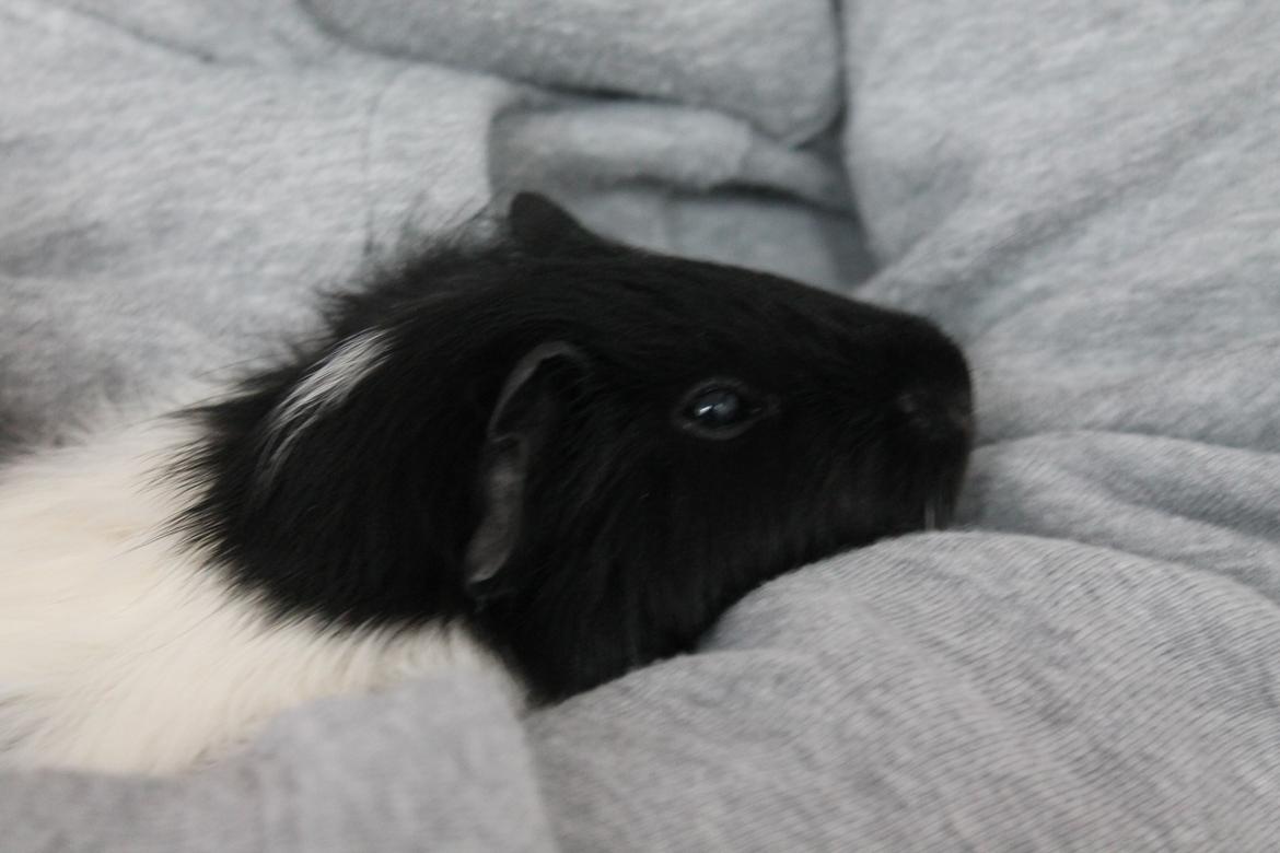 Marsvin Fiona <3  billede 4