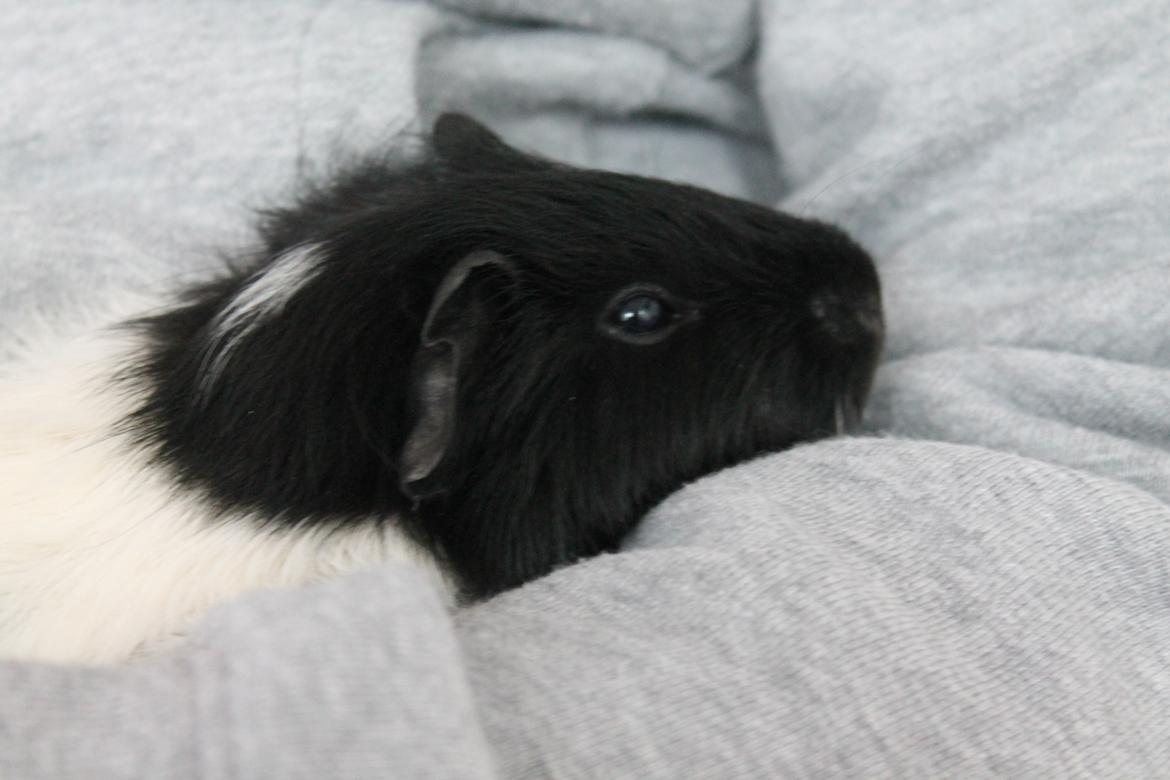 Marsvin Fiona <3  billede 5