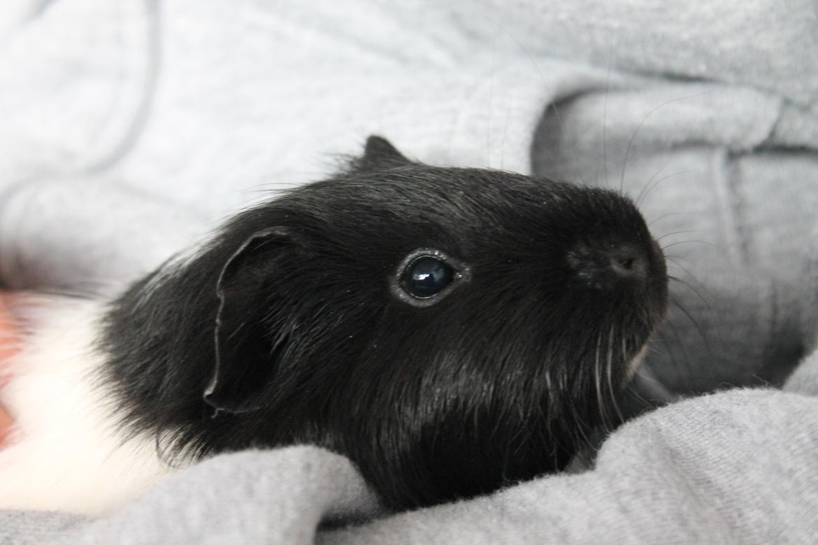 Marsvin Fiona <3  billede 6