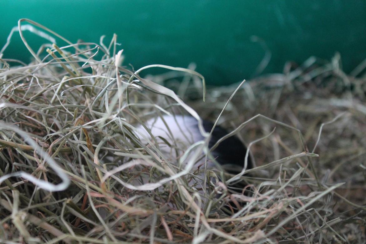 Marsvin Fiona <3  - Fiona gemmer sig i høet.. billede 7