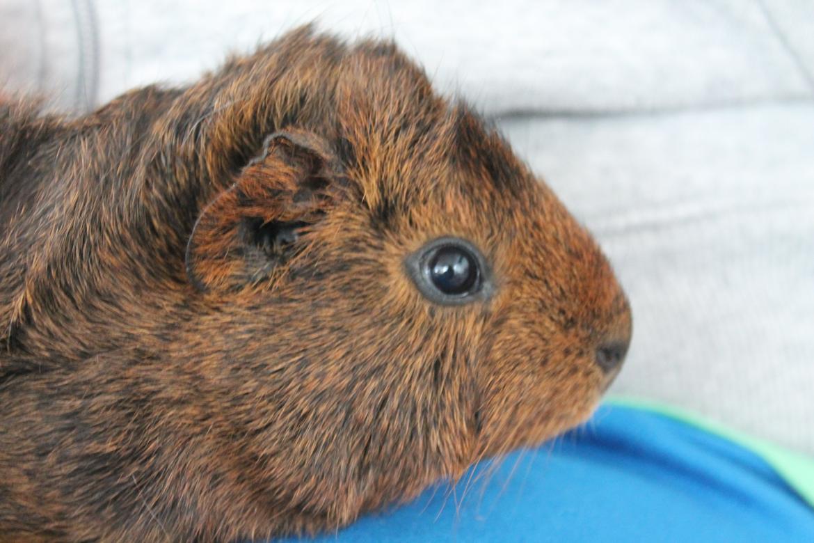 Marsvin Rose billede 1