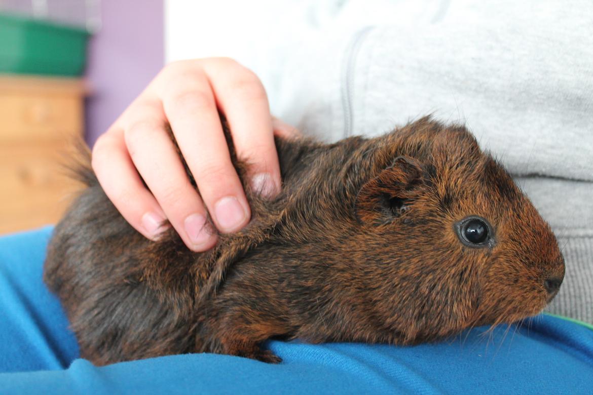 Marsvin Rose billede 2