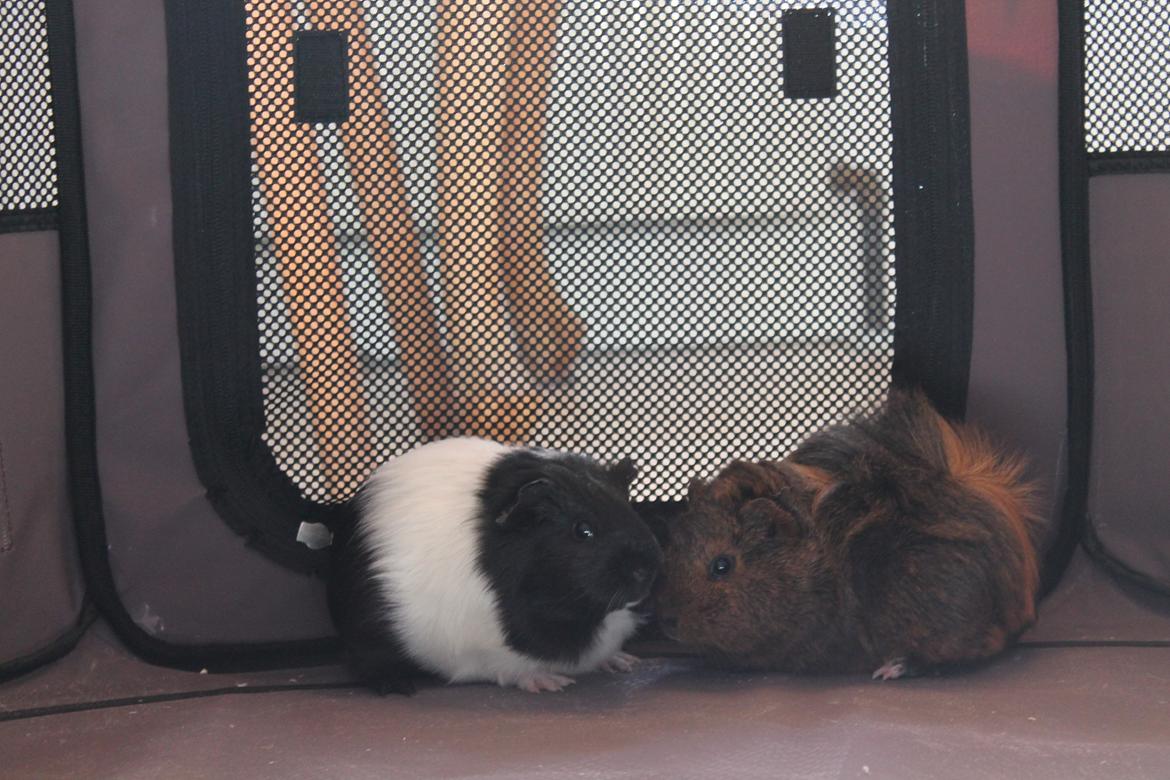 Marsvin Rose billede 4