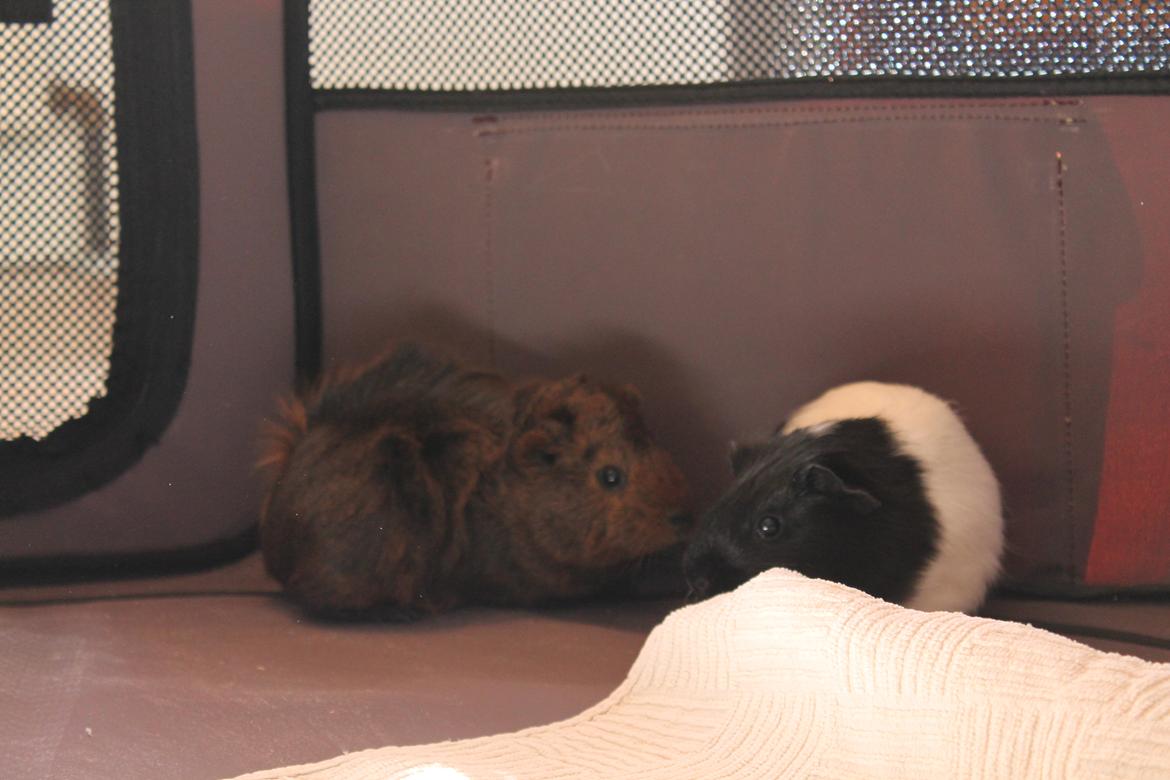 Marsvin Rose billede 5