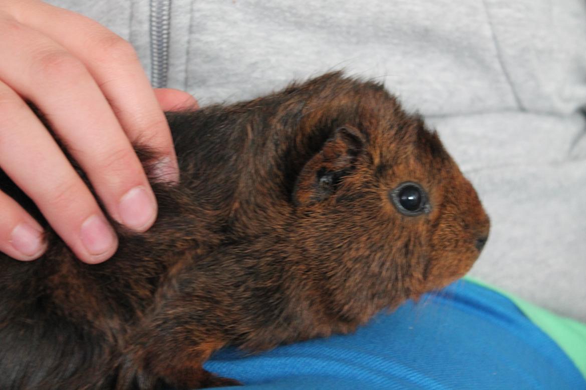 Marsvin Rose billede 6