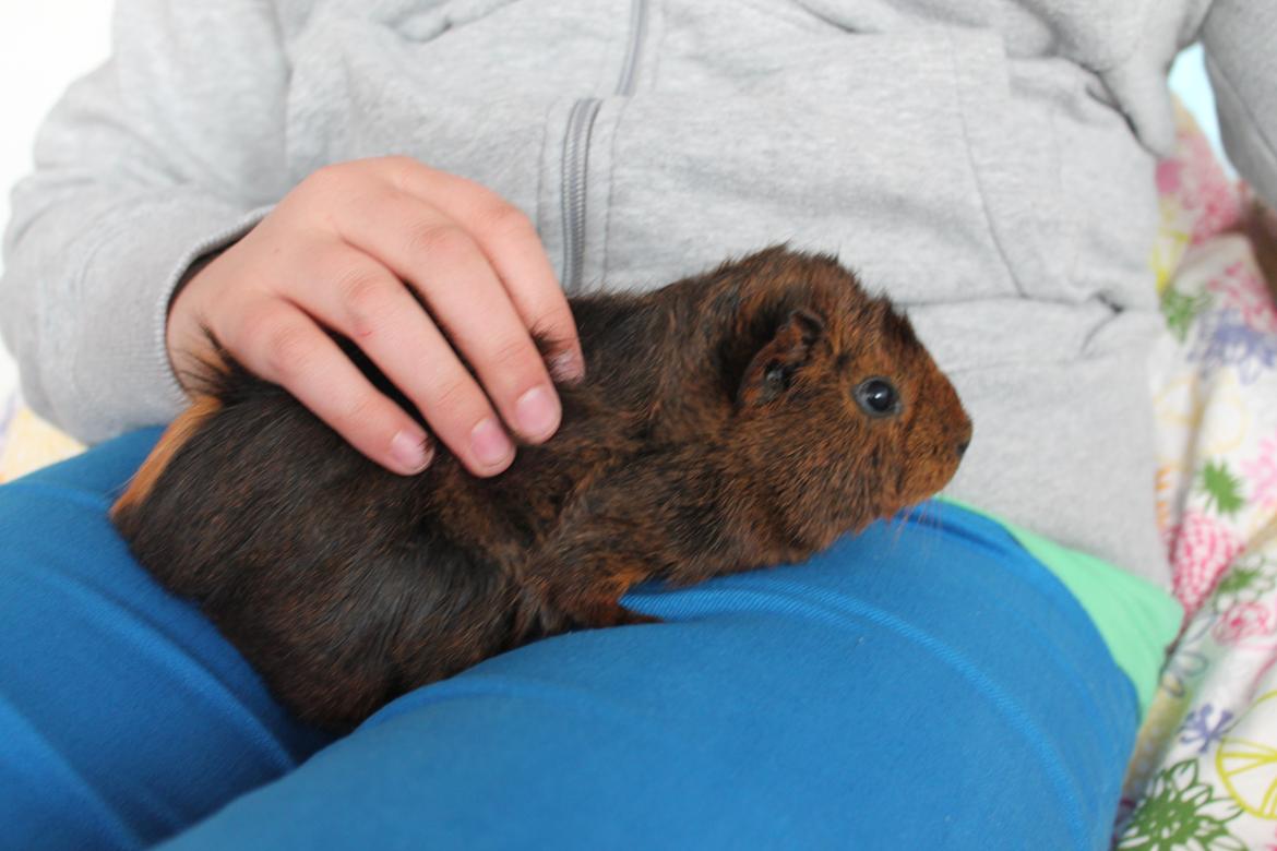 Marsvin Rose billede 7