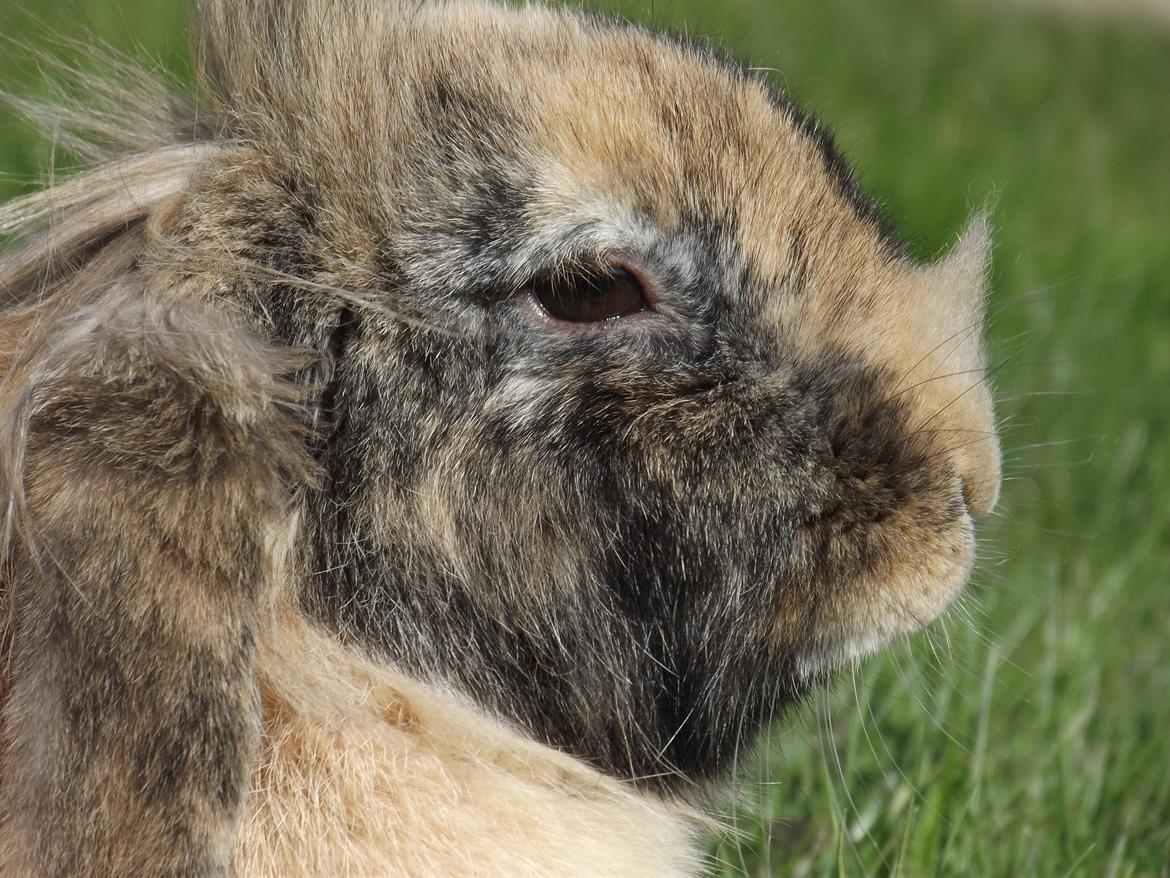 Kanin Stampe - gg forringer kvalitet helt vildt  billede 17