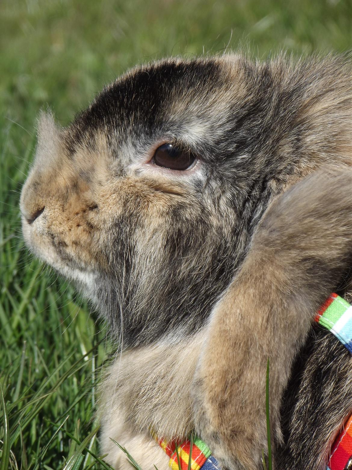 Kanin Stampe billede 18