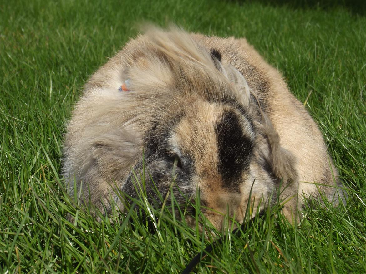 Kanin Stampe billede 19