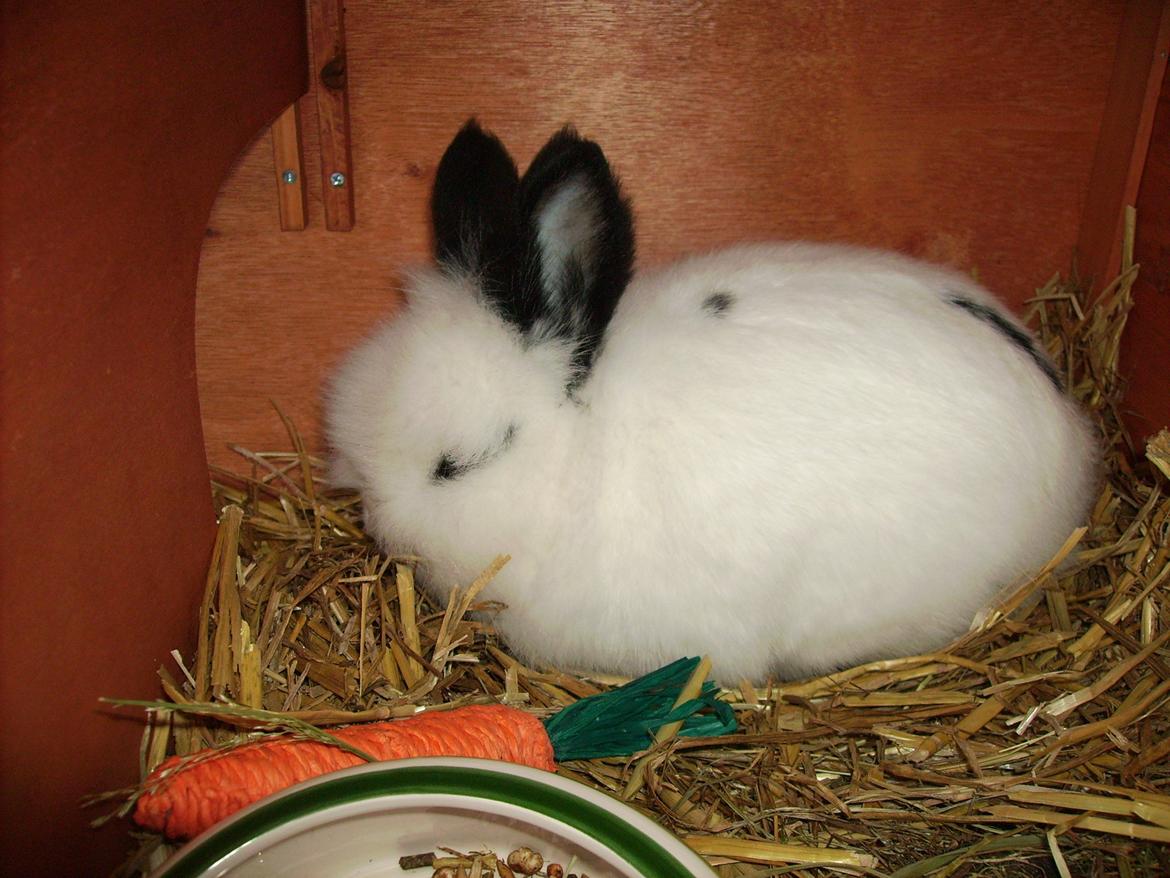 Kanin Gismo - første dag vi havde ham<3 billede 1