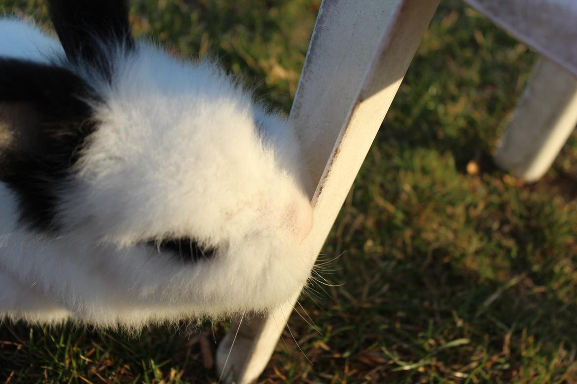 Kanin Gismo - her er gismo i sele og har fundet vores lille stol billede 2