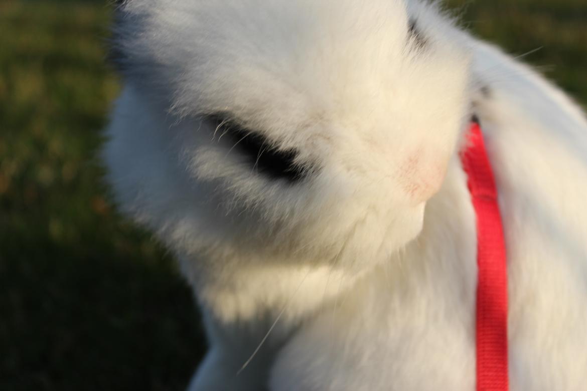 Kanin Gismo - uhhh sele billede 3