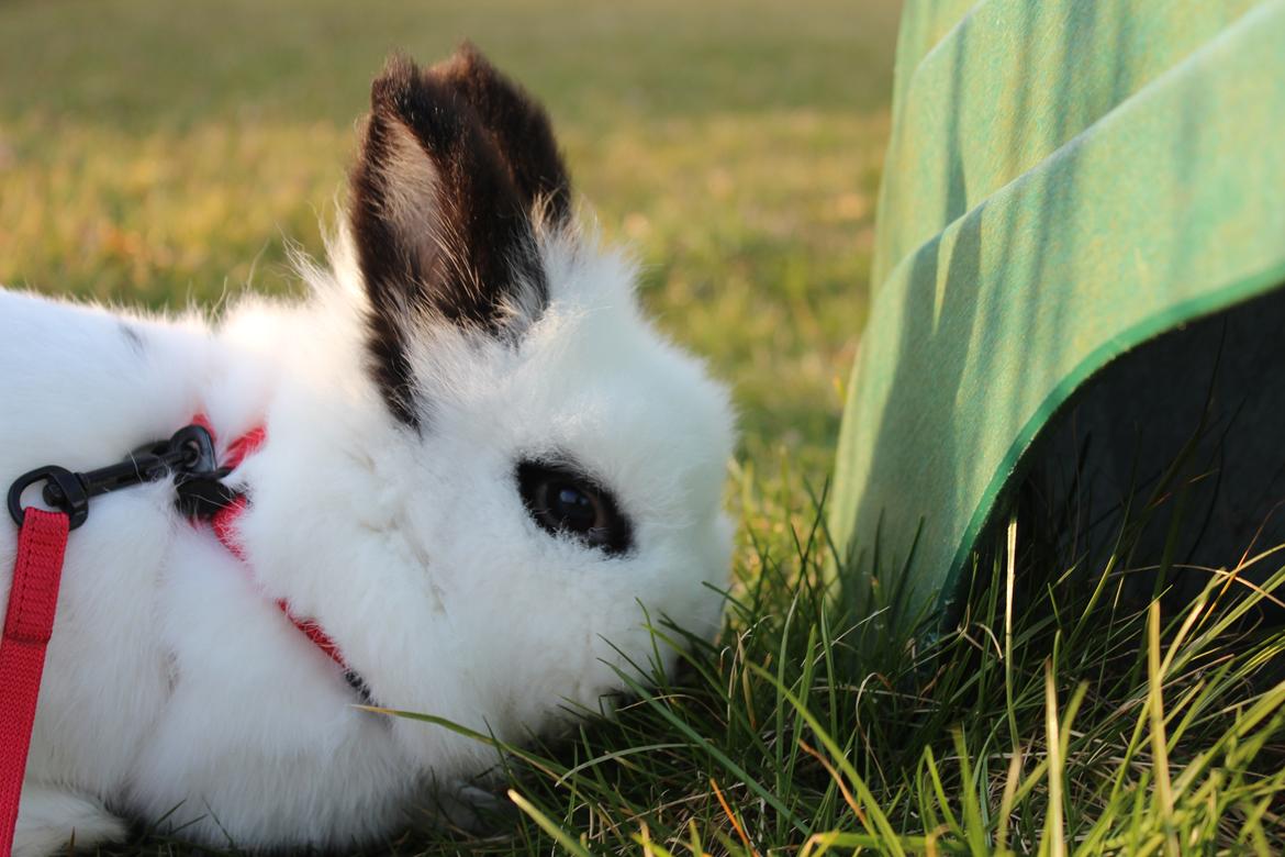 Kanin Gismo - her har han fundet rutsjebanen billede 4