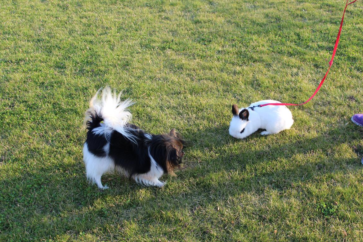 Kanin Gismo - semi og gismo ser hinanden hvor gismo ikke er i bur billede 5