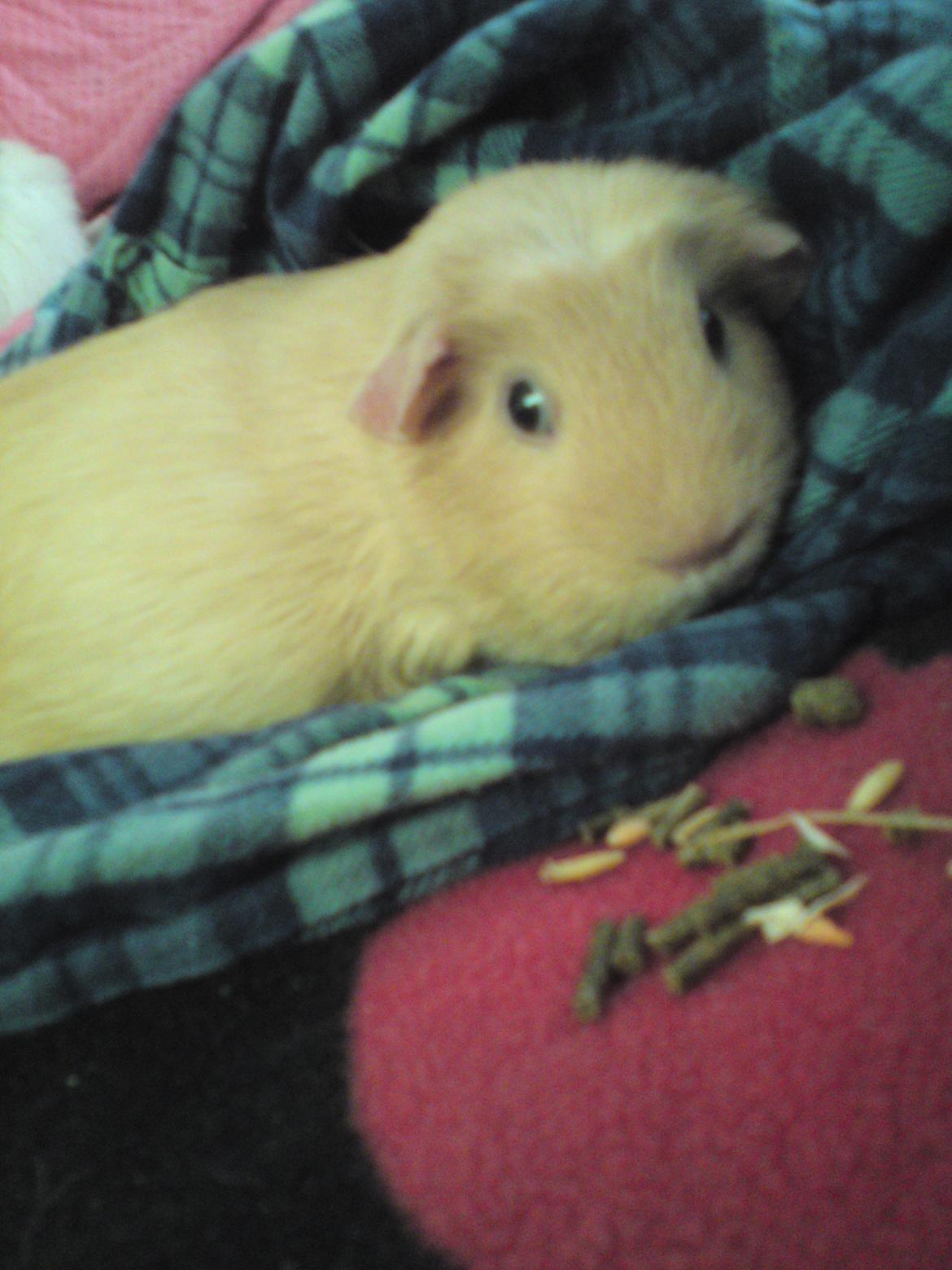 Marsvin Tulle!!!<3 - Igen i hendes ynglings skjorte :D<3 billede 2